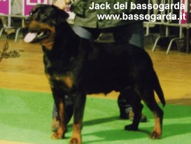 Jack del bassogarda